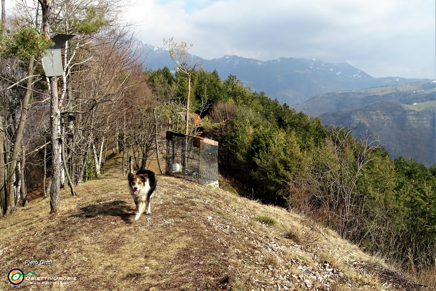 35 Dalla pineta di alti pini mughi passiamo al bosco di latifoglie.JPG